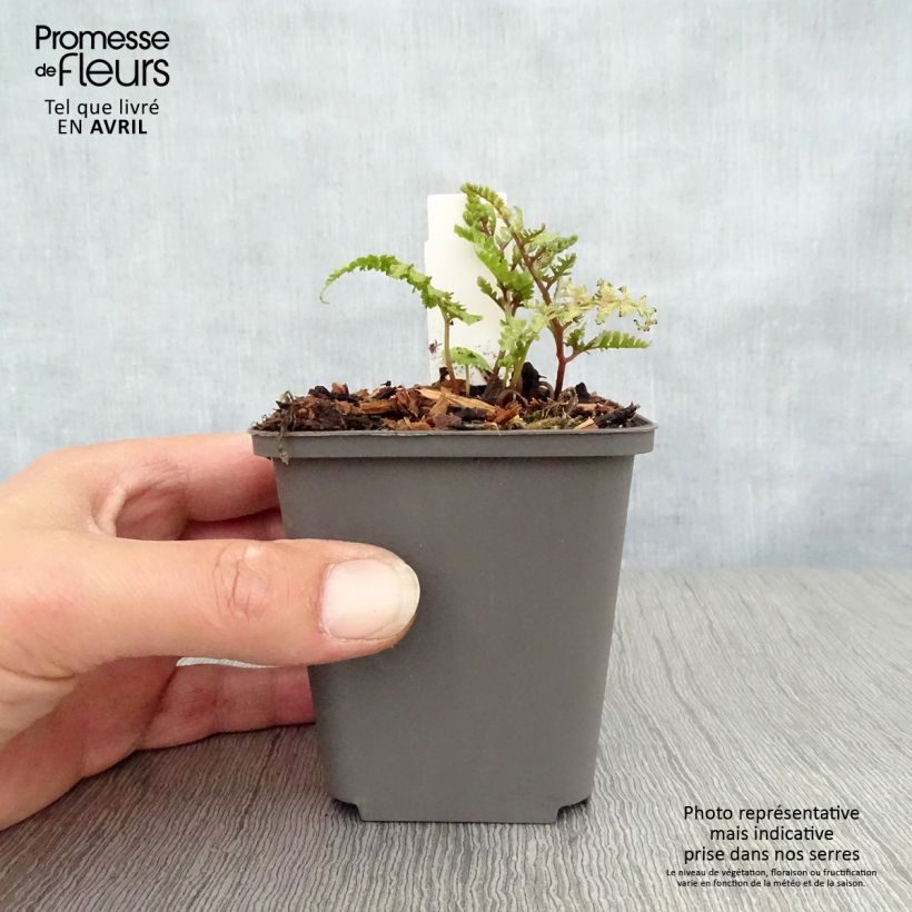 Spécimen de Athyrium niponicum Ursula's Red - Fougère japonaise Godet de 9cm tel que livré au printemps