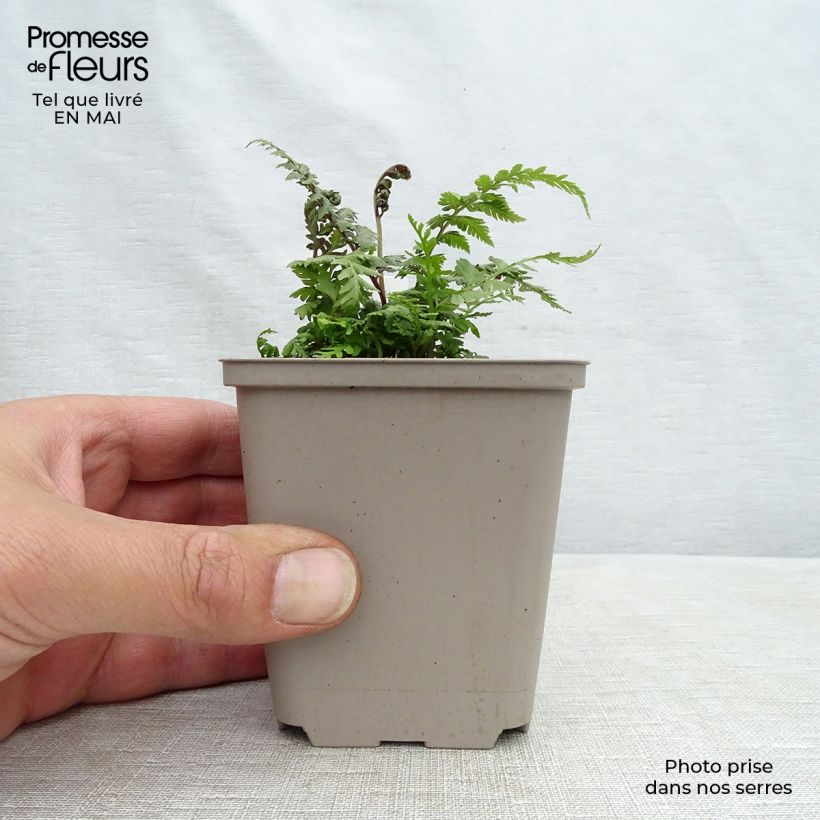 Spécimen de Athyrium niponicum var. pictum Red Beauty - Fougère femelle du Japon Godet de 9cm tel que livré au printemps