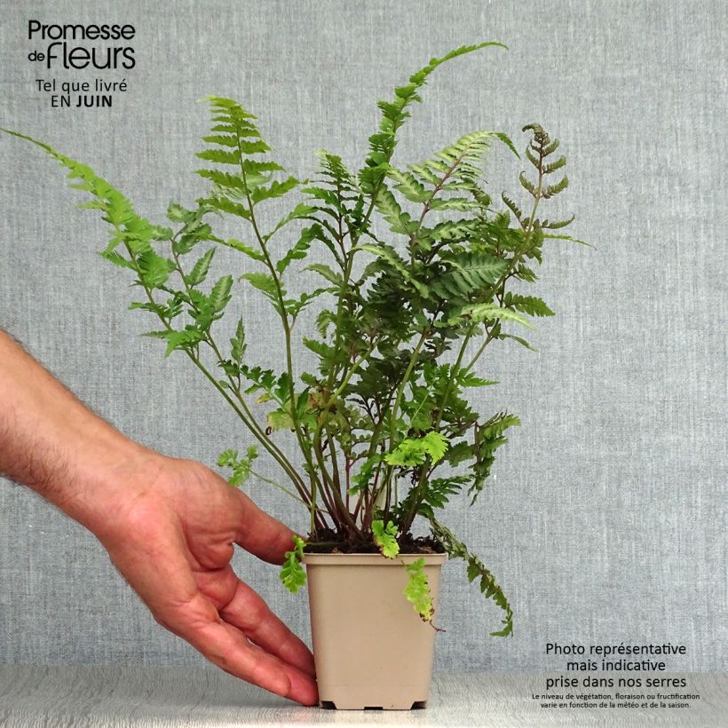 Spécimen de Athyrium niponicum var. pictum Red Beauty - Fougère femelle du Japon Godet de 8/9 cm tel que livré en été