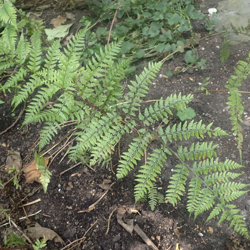 Athyrium vidalii - Fougère de Vidal (Feuillage)