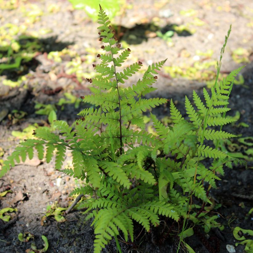 Athyrium vidalii - Fougère de Vidal (Port)