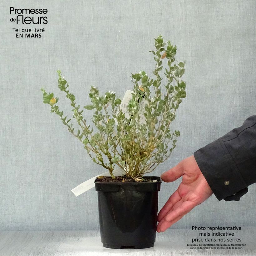Spécimen de Atriplex halimus - Arroche marine, pourpier de mer Pot de 1.5L tel que livré au printemps