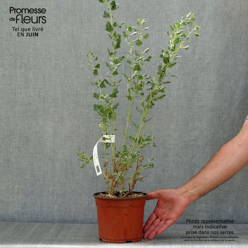 Spécimen de Atriplex halimus - Arroche marine, pourpier de mer Pot de 1,5L/2L tel que livré en été