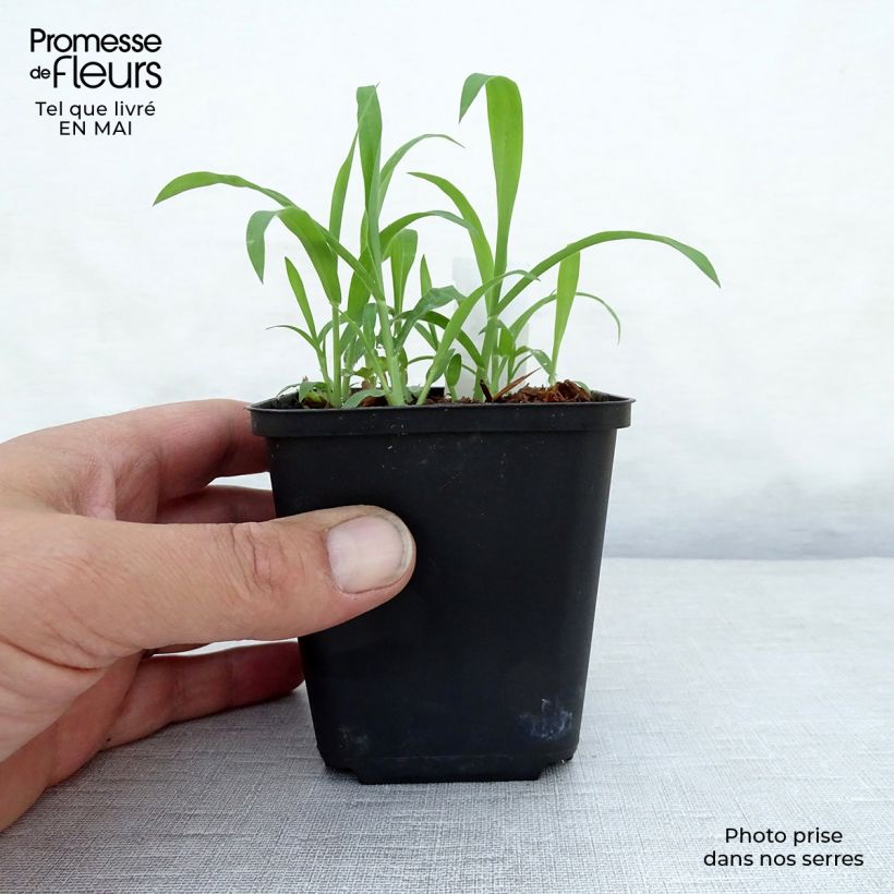 Spécimen de Arthropodium candidum Little Lilia Godet de 8/9 cm tel que livré au printemps