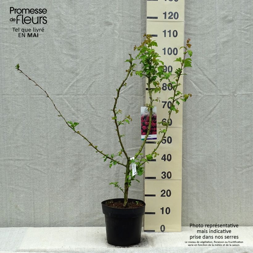 Spécimen de Aubépine - Crataegus laevigata Paul's Scarlet 80/120cm en pot de 7,5/10L tel que livré au printemps