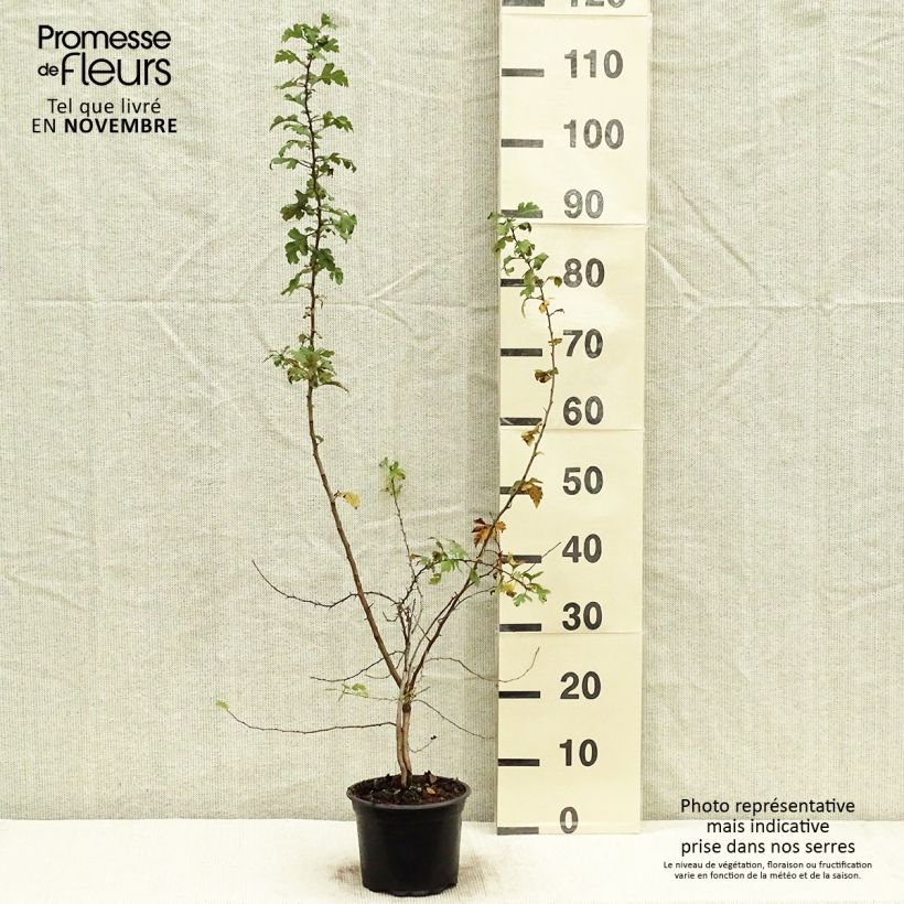 Spécimen de Aubépine - Crataegus laevigata Paul's Scarlet Racines nues tel que livré en automne