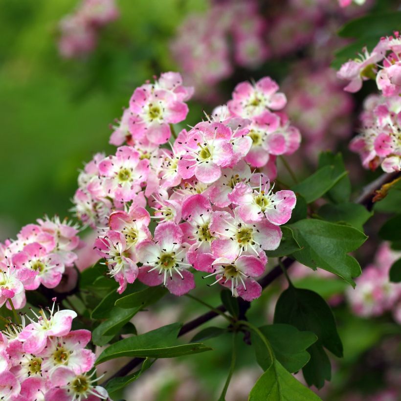 Crataegus laevigata Princesse Sturdza - Aubépine lisse (Floraison)