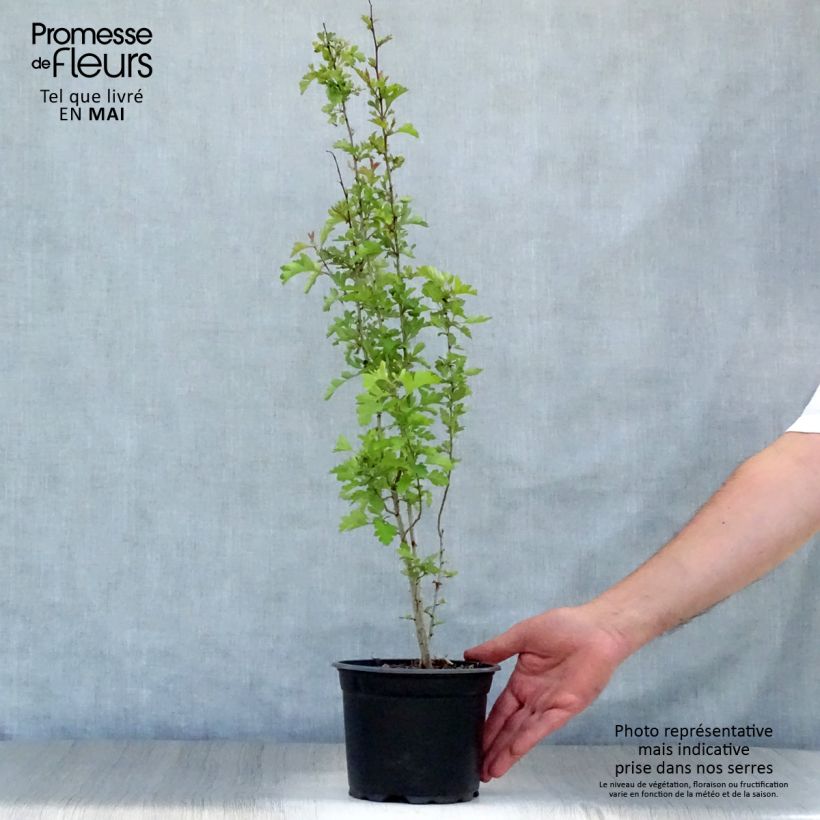 Spécimen de Aubépine, Epine blanche - Crataegus monogyna en pot de 2L  tel que livré au printemps