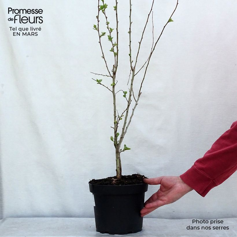 Spécimen de Aubépine, Epine blanche - Crataegus monogyna en pot de 4L/5L tel que livré au printemps