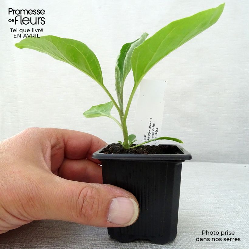 Spécimen de Aubergine Baluroi  F1 en godet de 7 cm tel que livré au printemps