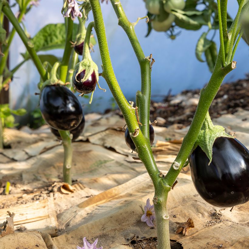Aubergine Bonica F1 - Solanum melongena (Port)
