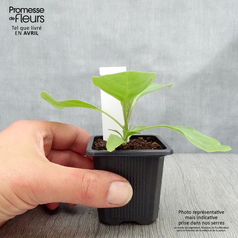 Spécimen de Aubergine Bonica F1 en plants Godet de 7/8 cm tel que livré en hiver