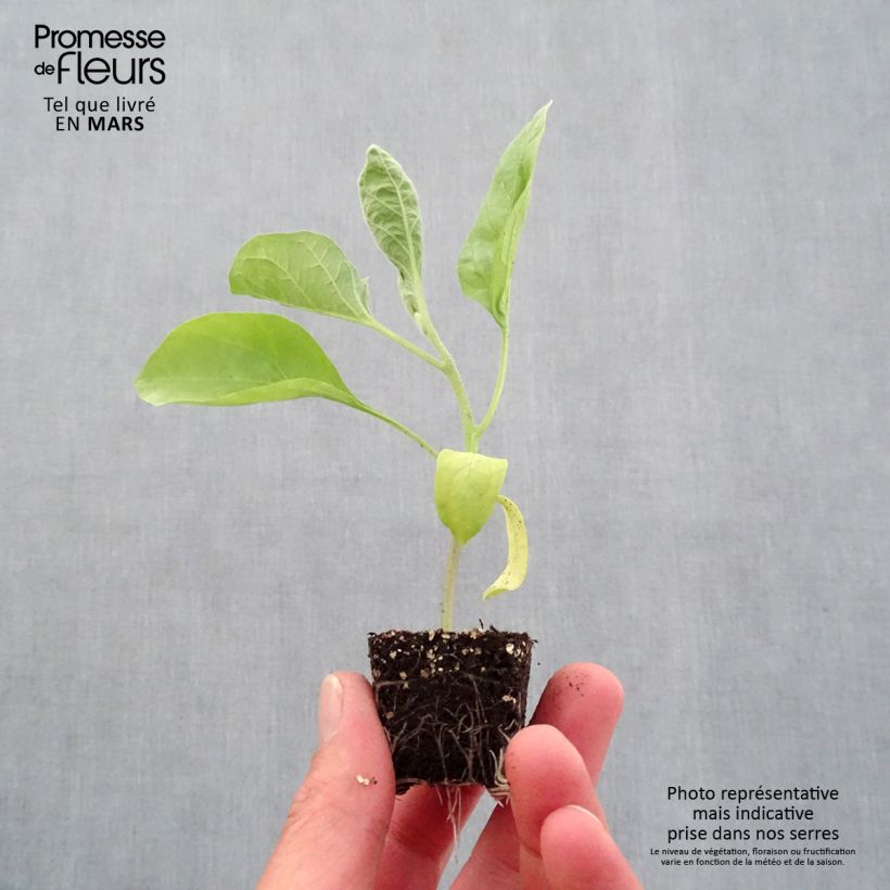 Spécimen de Aubergine Bonica F1 en plants Mini-motte Ø 3/4 cm, Livré en hauteur de 5 à 10 cm tel que livré au printemps