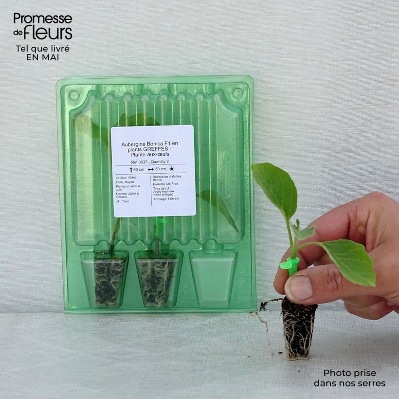 Spécimen de Aubergine Bonica F1 en plants GREFFES en mini-mottes tel que livré au printemps