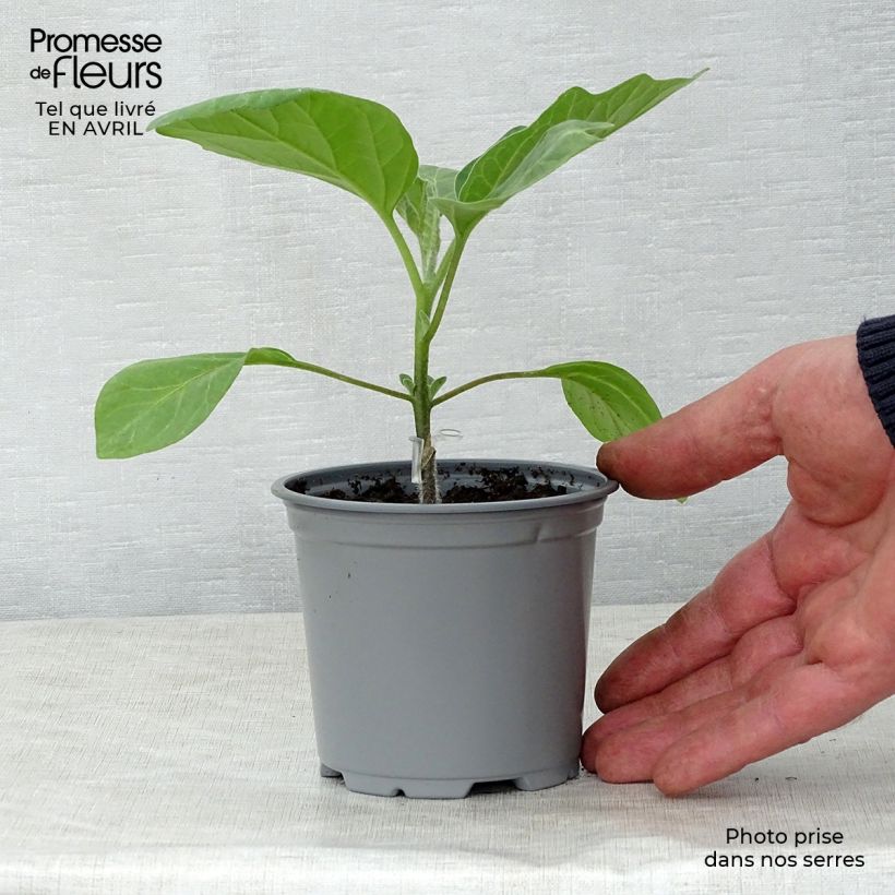 Spécimen de Aubergine Bonica F1 en plants GREFFES en godet 8/9cm tel que livré au printemps