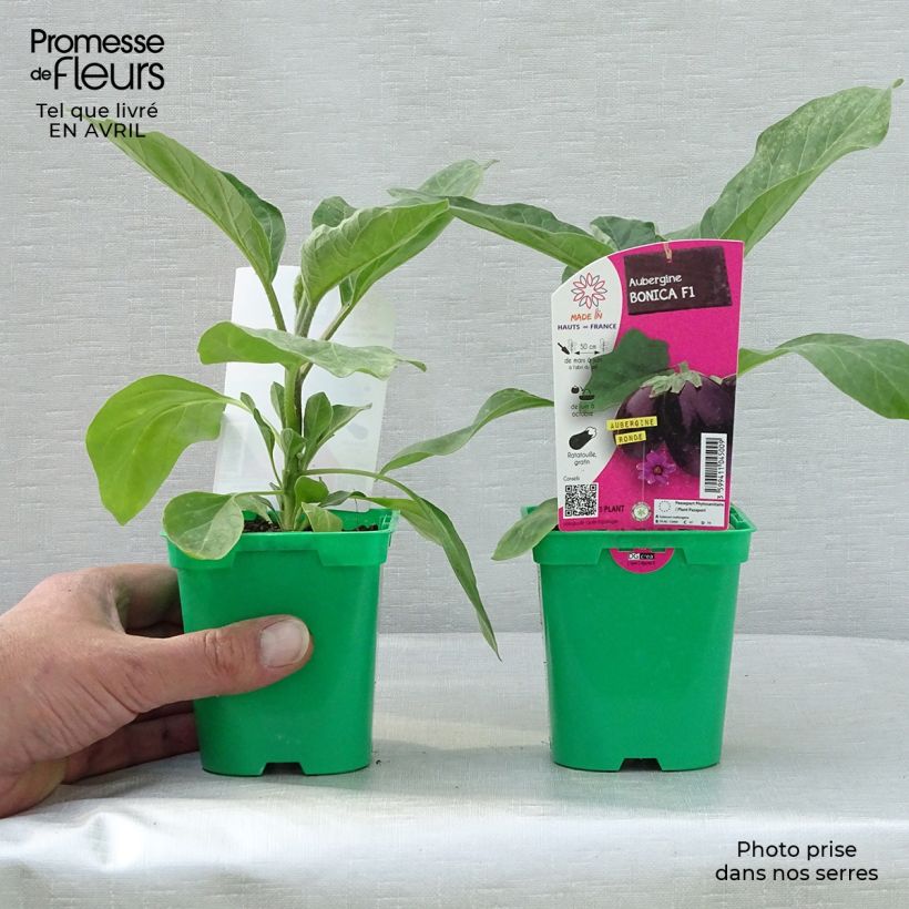 Spécimen de Aubergine Bonica F1 en plants tel que livré au printemps