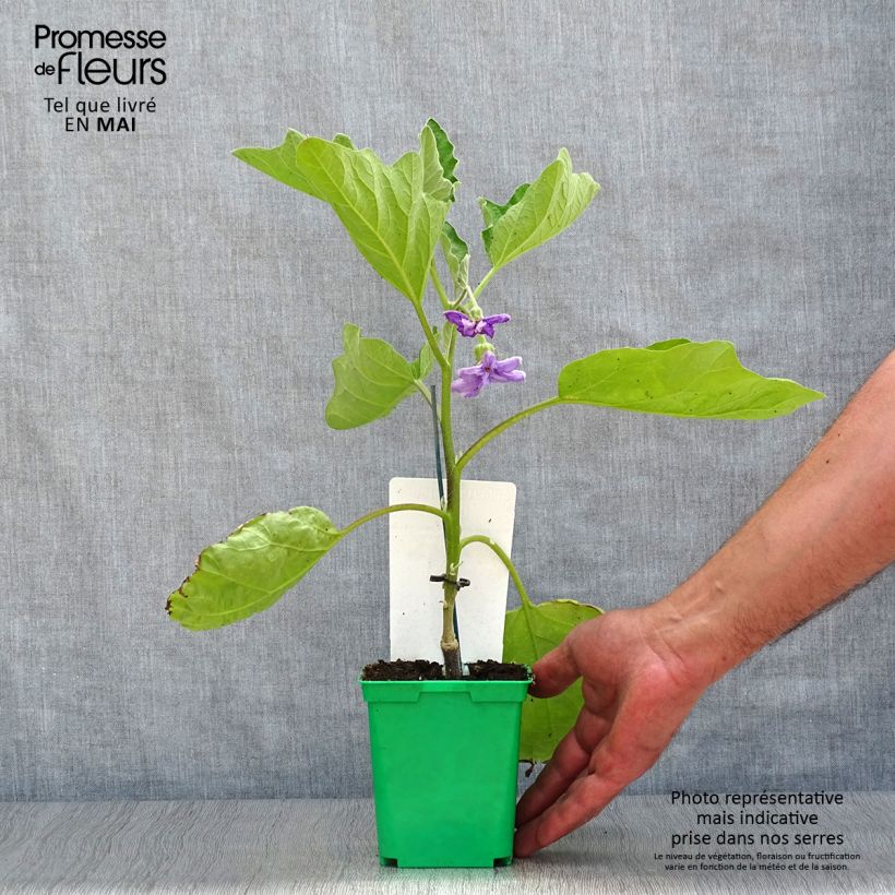 Spécimen de Aubergine Clara F1 en plants GREFFES en godet 8/9cm tel que livré au printemps