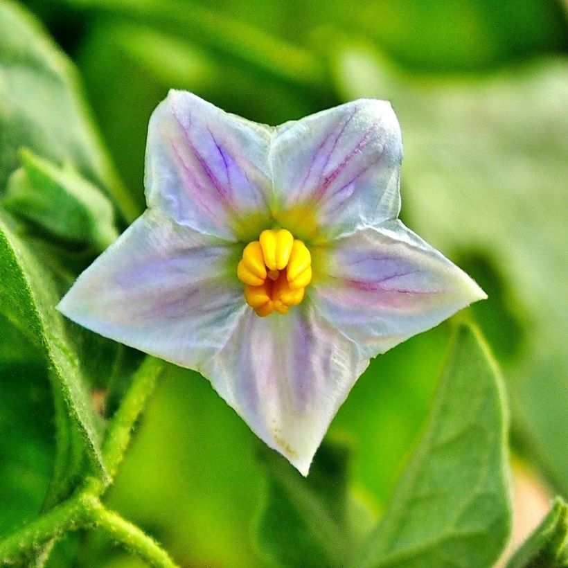 Aubergine Classic hybrid F1 (Floraison)