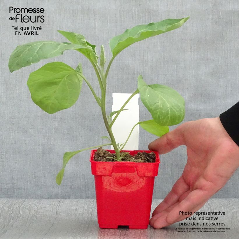 Spécimen de Aubergine Classic hybrid F1 Pot de 10 cm/11cm tel que livré au printemps