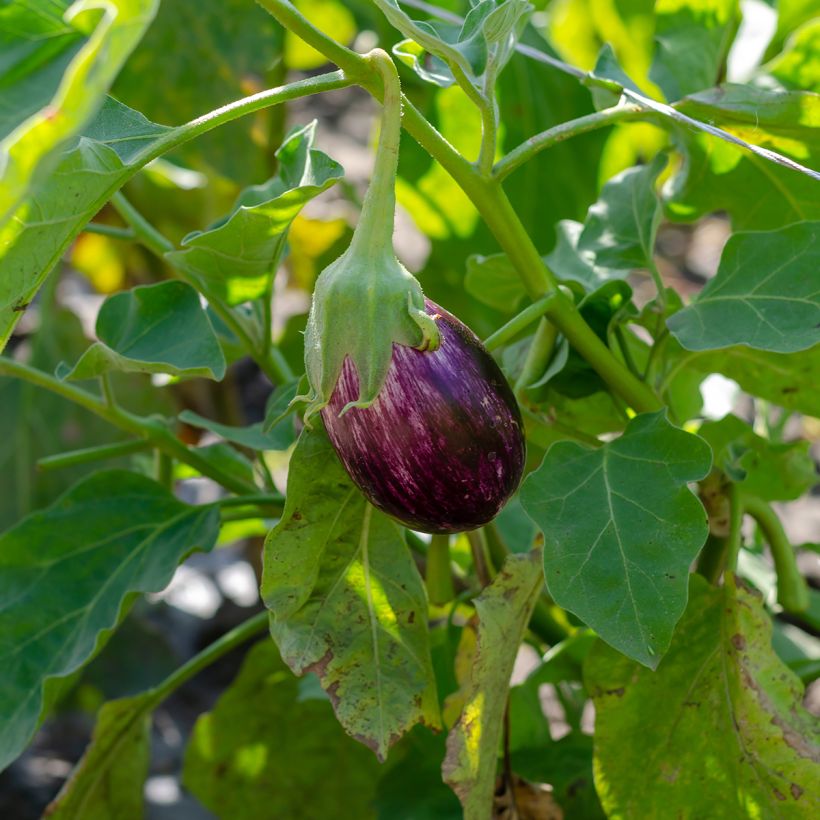 Aubergine Listada de Gandia - Oeuf végétal (Port)