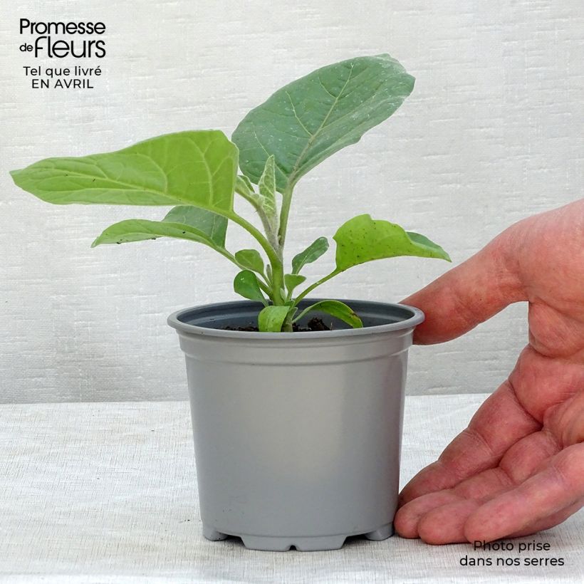 Spécimen de Aubergine Ophelia F1 en plants en godet 8/9cm tel que livré au printemps