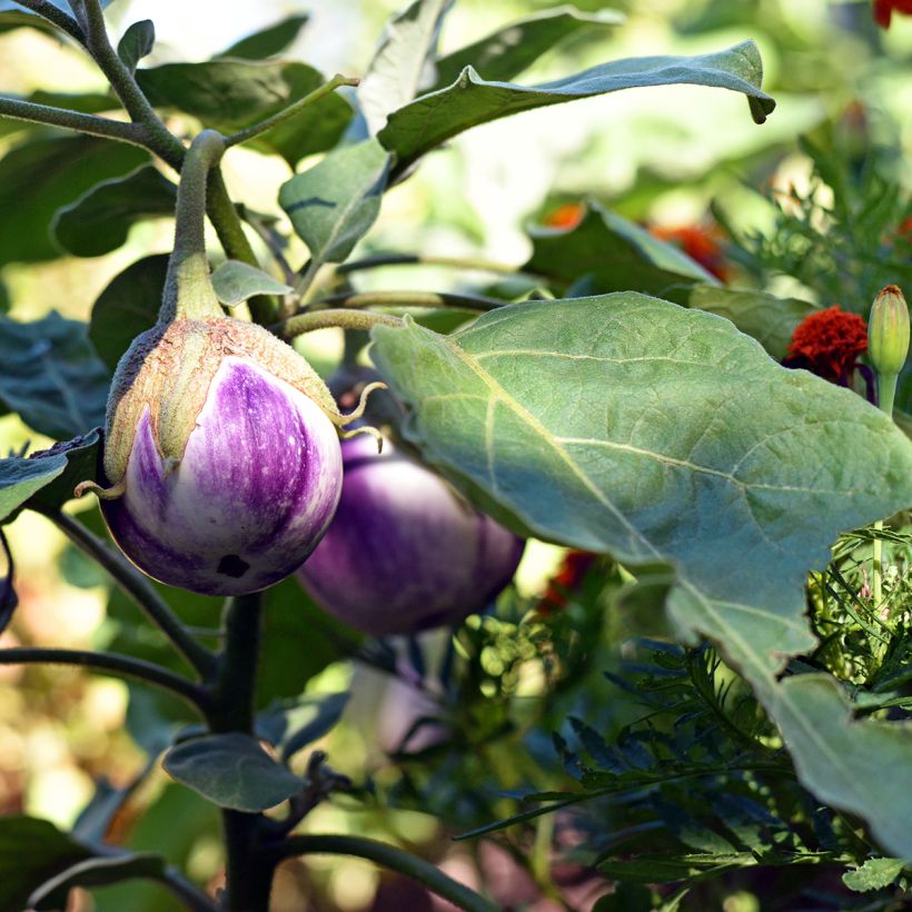 Aubergine Rotonda Bianca Sfumata Di Rosa Bio - Ferme de Sainte Marthe (Port)