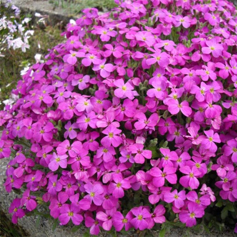 Aubrieta Bressingham Red - Aubriète rouge (Port)