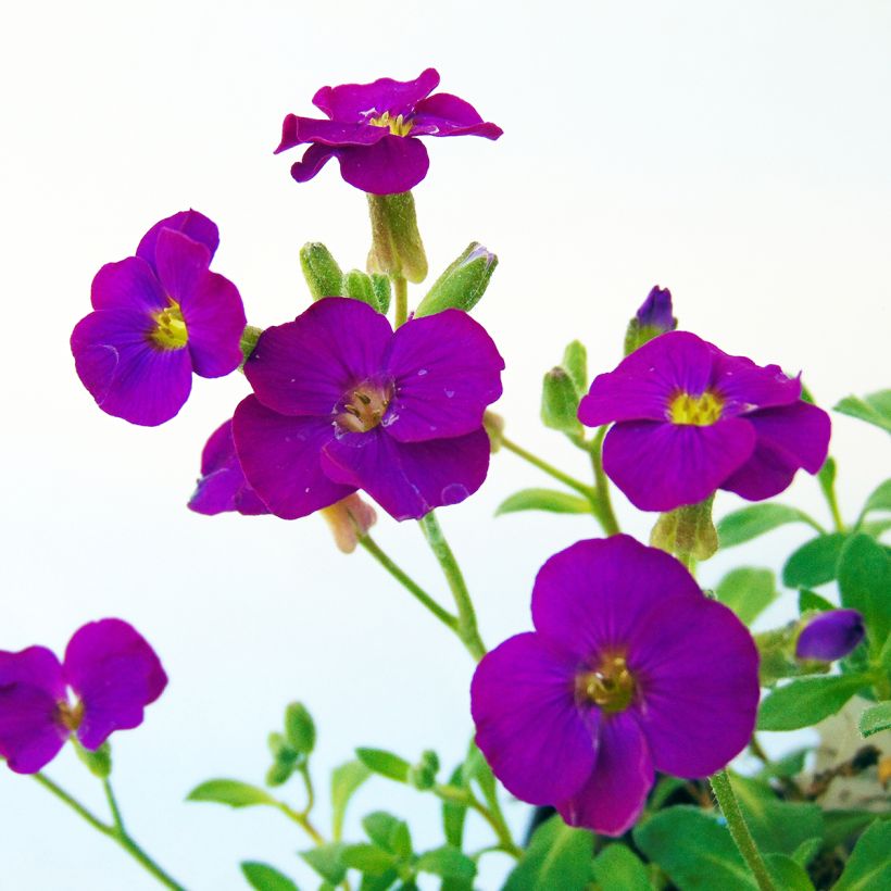 Aubrieta Bressingham Red - Aubriète rouge (Floraison)