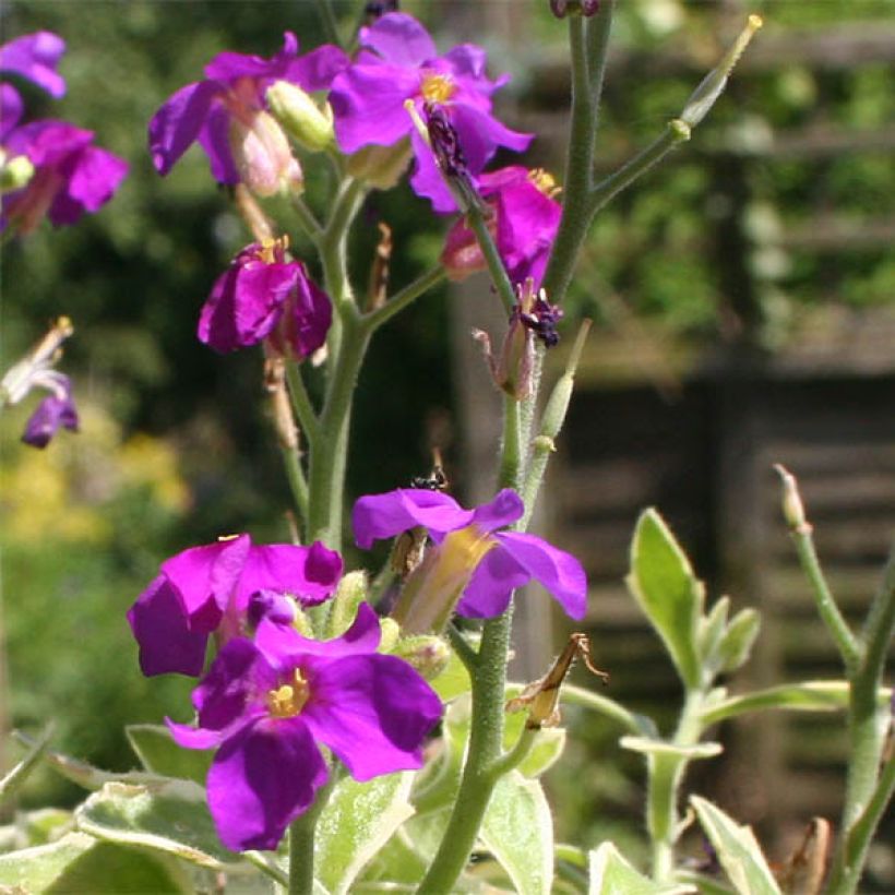 Aubrieta Dr Mules Variegated (Floraison)