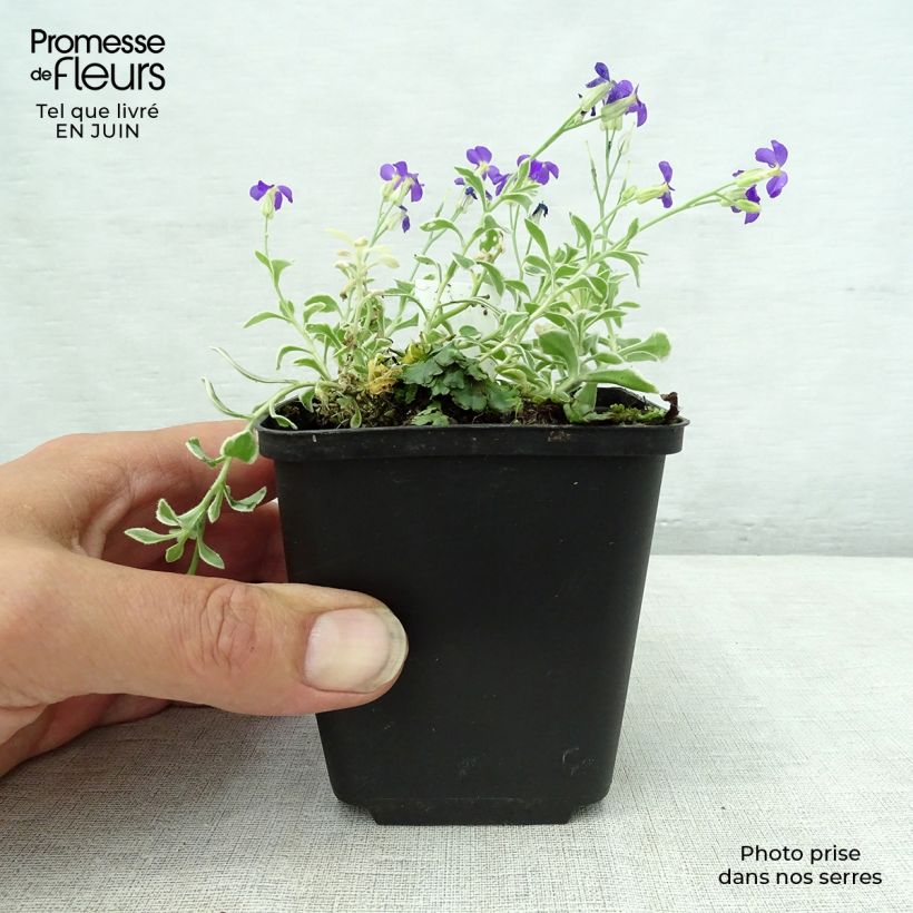 Spécimen de Aubrieta Dr Mules Variegated Godet de 8/9 cm tel que livré en été