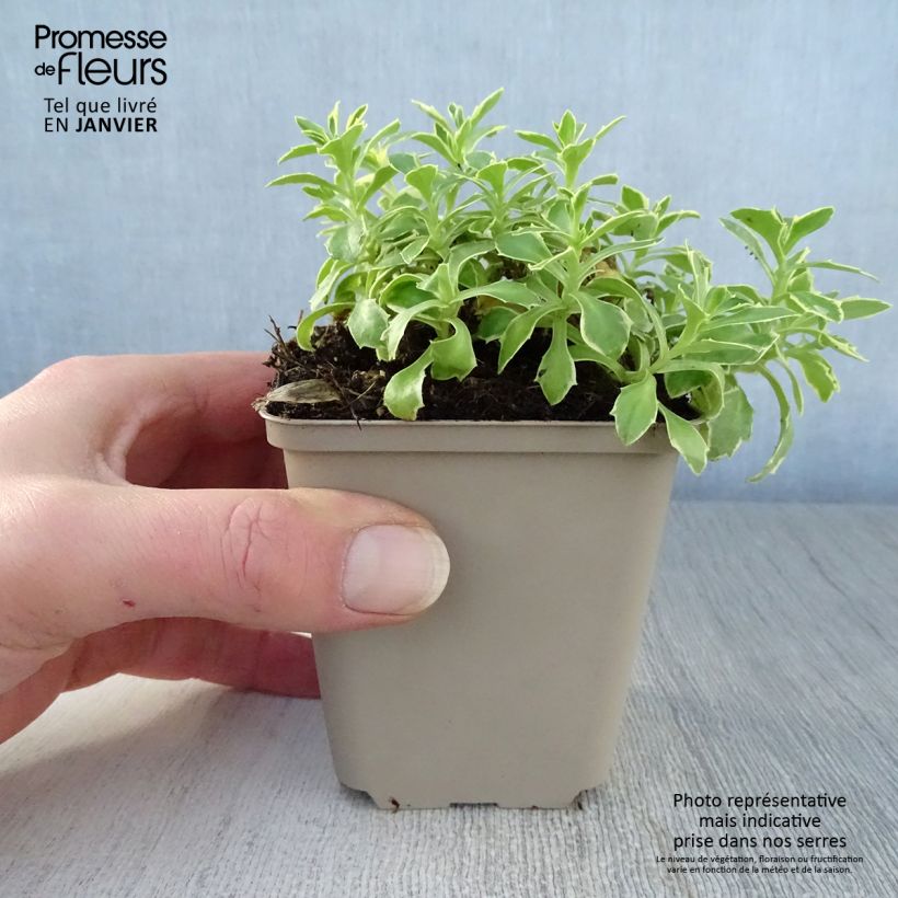 Spécimen de Aubrieta Dr Mules Variegated tel que livré en hiver