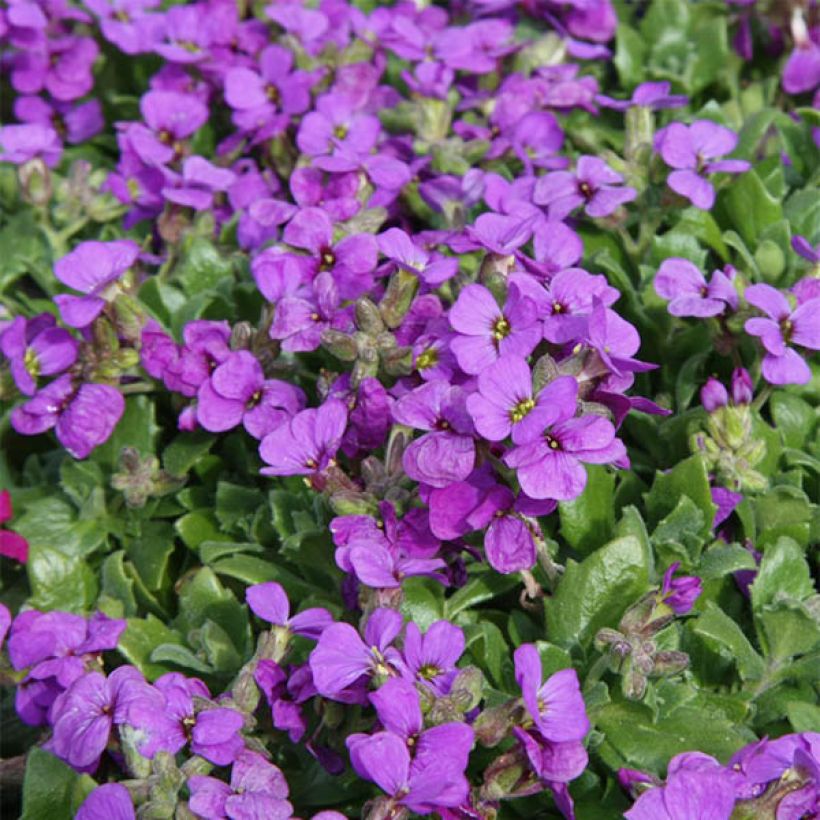 Aubriète mauve - Aubrieta x cultorum Hamburger Stadtpark (Floraison)