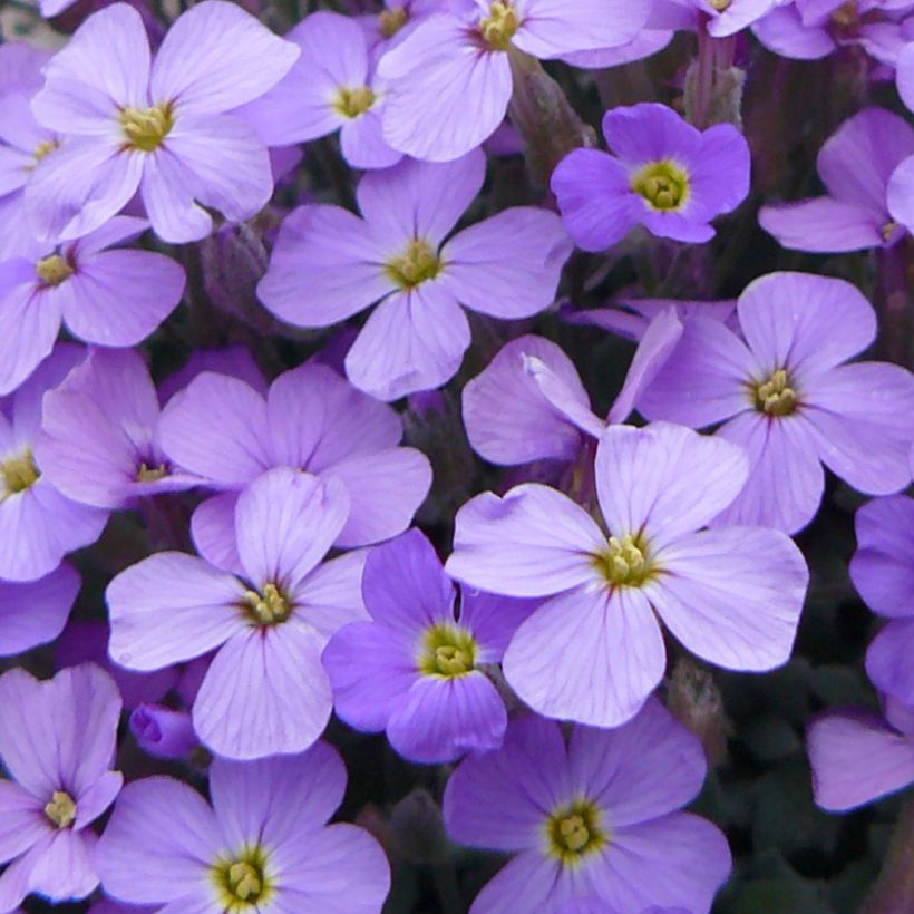 Aubriète Novalis Blue - Aubrieta x cultorum (Floraison)