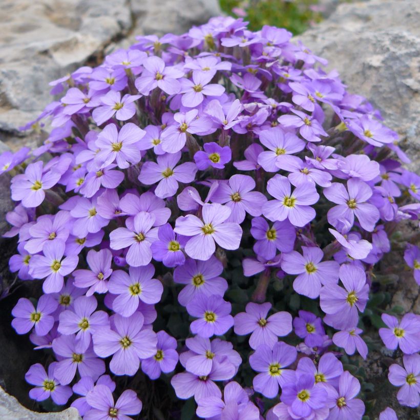 Aubriète Novalis Blue - Aubrieta x cultorum (Port)