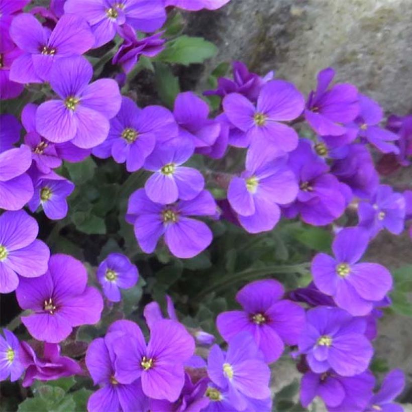 Aubriète violette - Aubrieta Cascade Purple (Floraison)