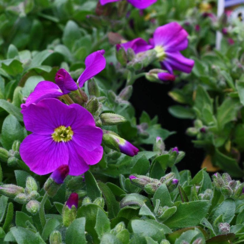 Aubriete Kitte® Bleu (Blue)  - Aubrieta x gracilis (Floraison)