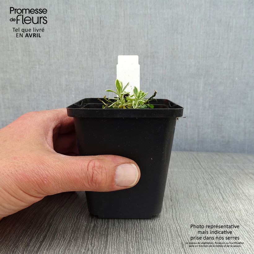 Spécimen de Aubriète, Aubrietia Argenteovariegata Godet de 8 cm tel que livré au printemps