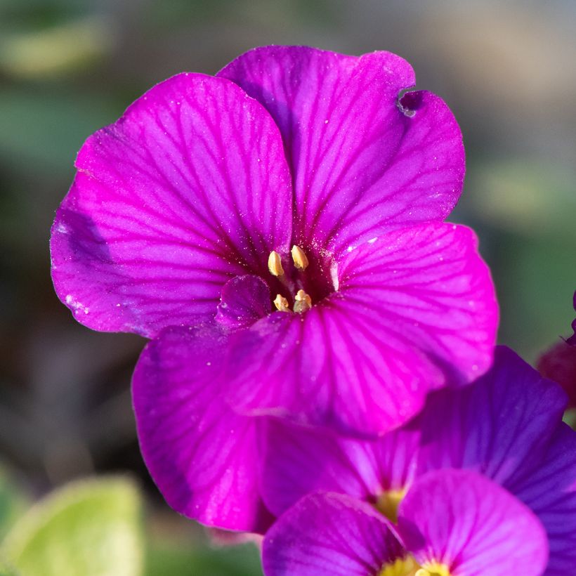 Aubriète, Aubrietia Elsa Lancaster (Floraison)