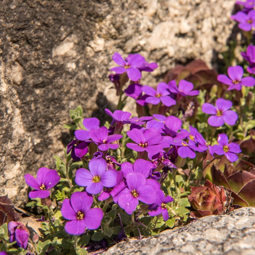 Aubriète, Aubrietia Elsa Lancaster (Port)