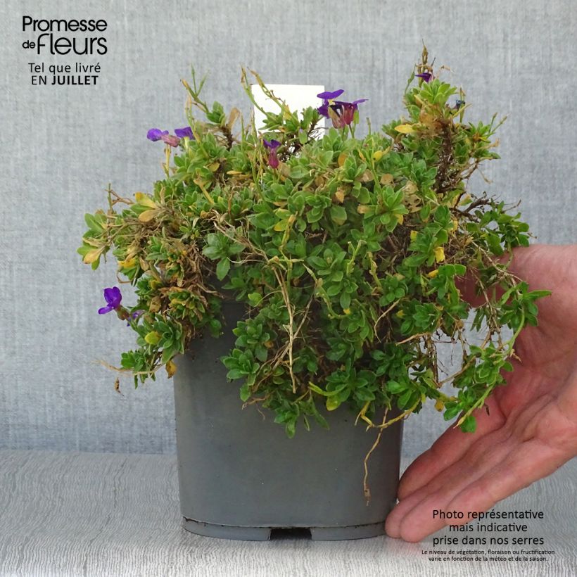 Spécimen de Aubriete Kitte® Bleu (Blue)  - Aubrieta x gracilis Pot de 2L/3L tel que livré en été