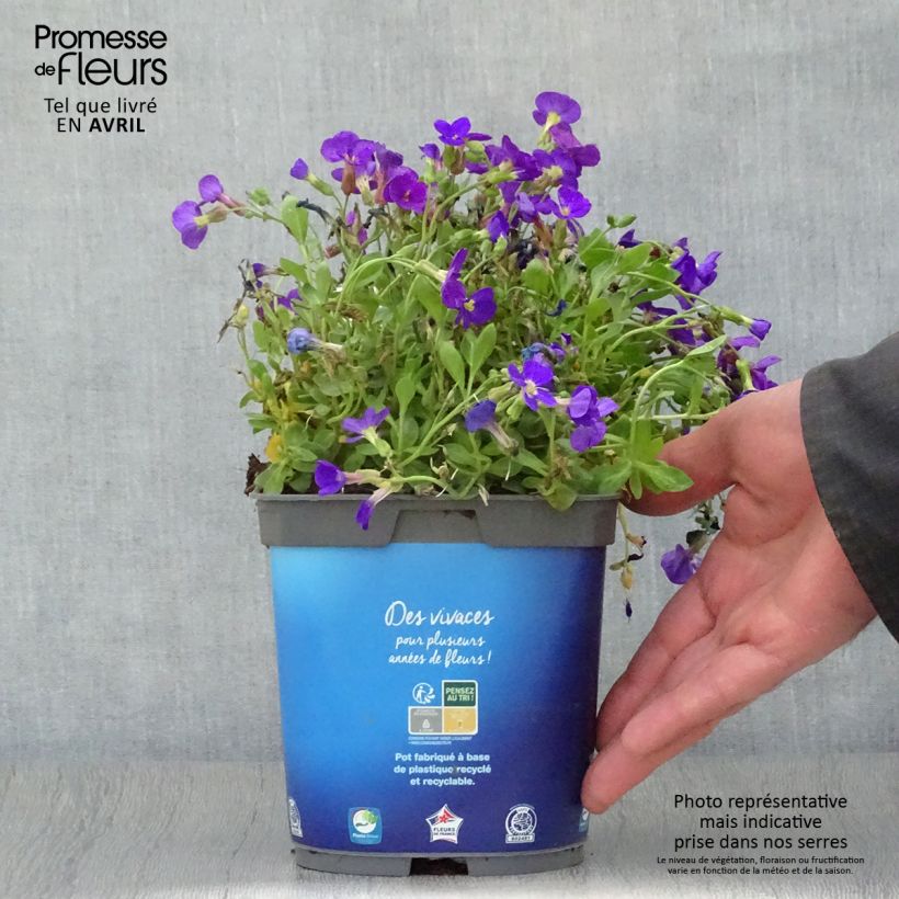 Spécimen de Aubriete Kitte® Bleu (Blue)  - Aubrieta x gracilis en pot de 2/3 L Pot de 2L/3L tel que livré au printemps