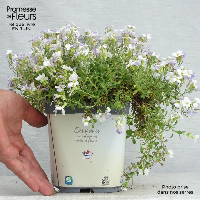 Spécimen de Aubriète Kitte White Pot de 2L/3L tel que livré en été