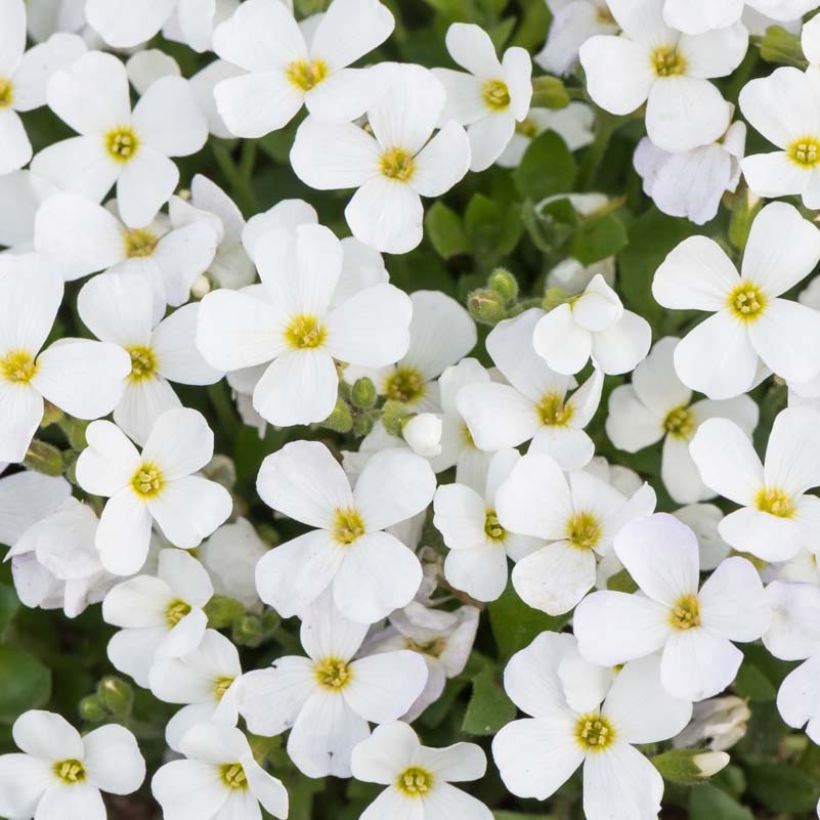 Aubriète Kitte White (Floraison)