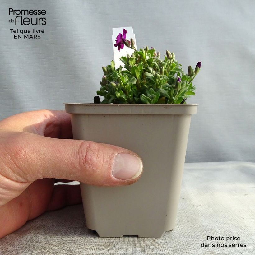 Spécimen de Aubriete Red Carpet Godet de 9cm tel que livré au printemps