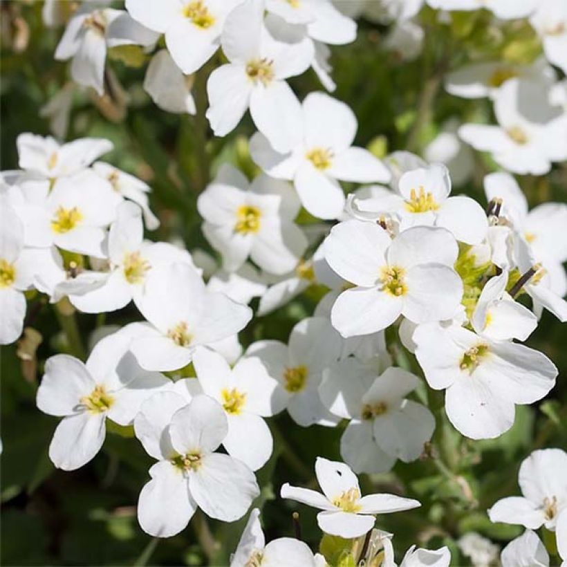 Aubriète blanche - Aubrieta Fiona (Floraison)