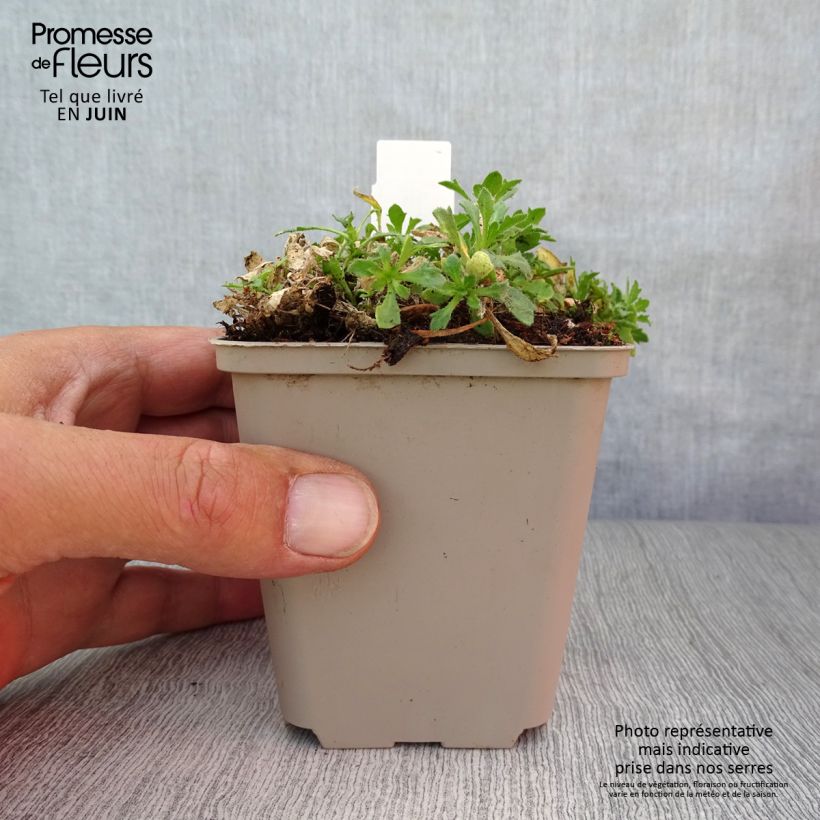 Spécimen de Aubriète blanche - Aubrieta Fiona Godet de 8/9 cm tel que livré en été