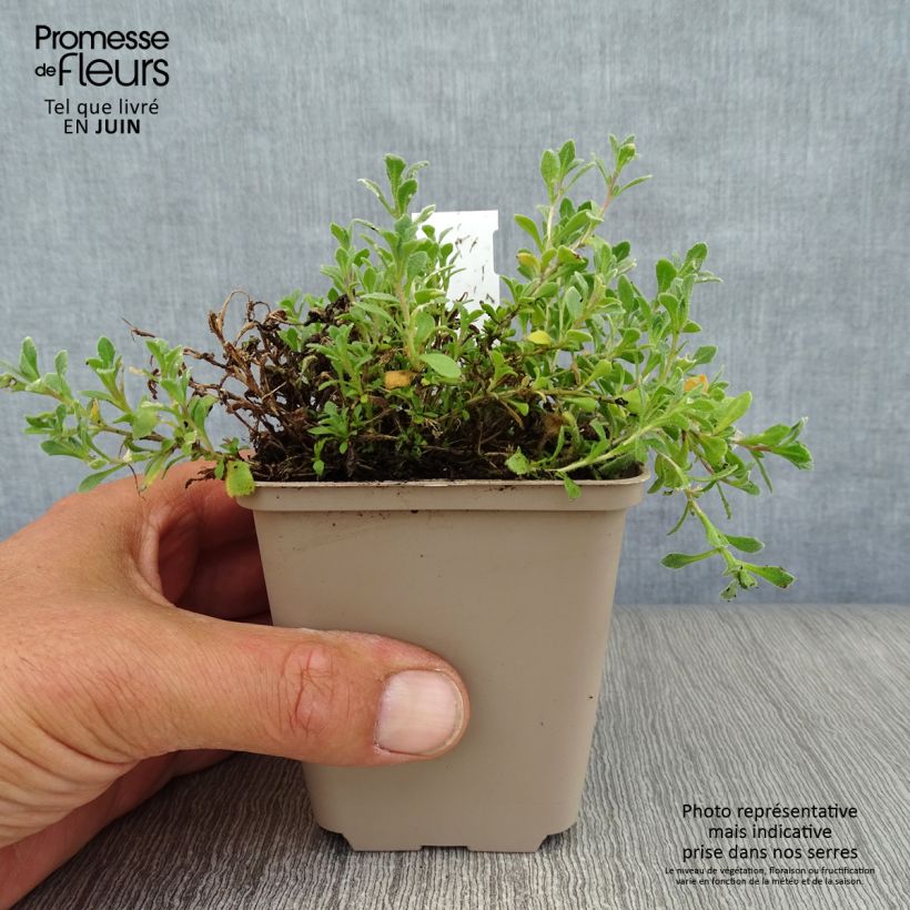 Spécimen de Aubriète bleue - Aubrieta Cascade Blue Godet de 8/9 cm tel que livré en été