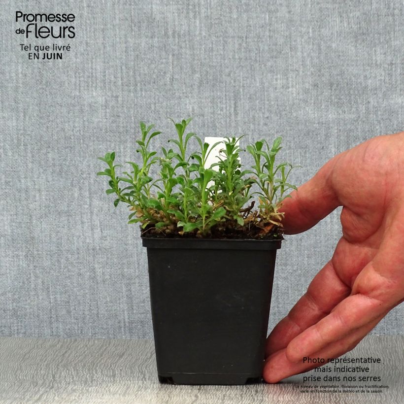 Spécimen de Aubriète rouge - Aubrieta Cascade Red Godet de 8/9 cm tel que livré en été