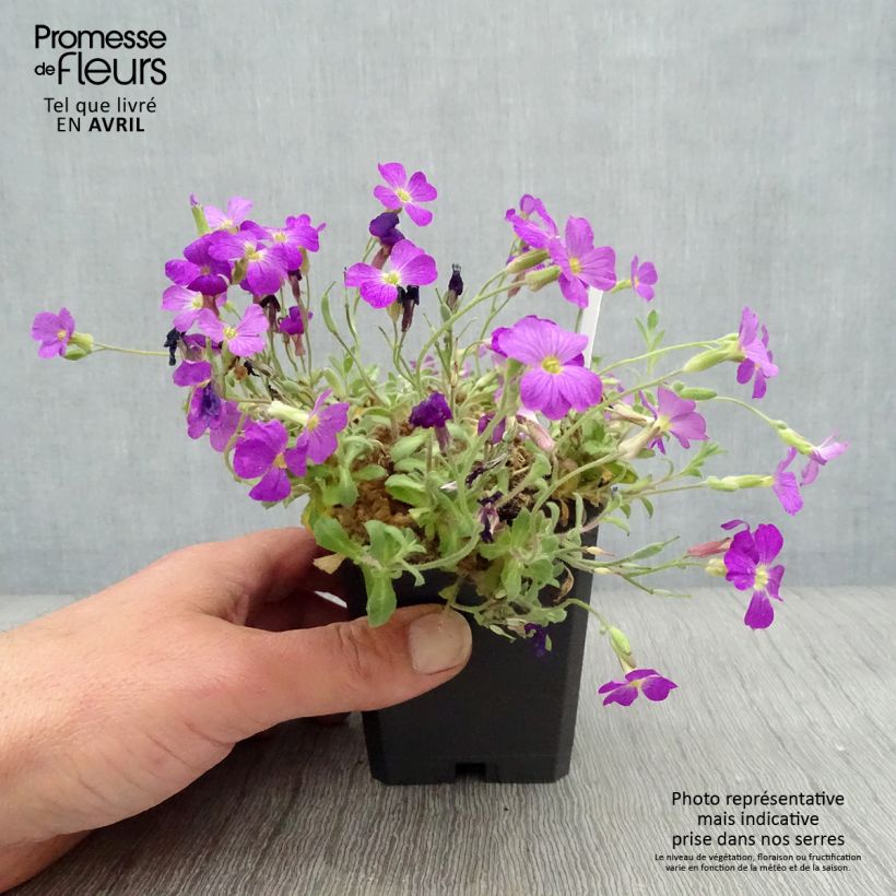 Spécimen de Aubriète rouge - Aubrieta Cascade Red Godet de 9cm tel que livré au printemps