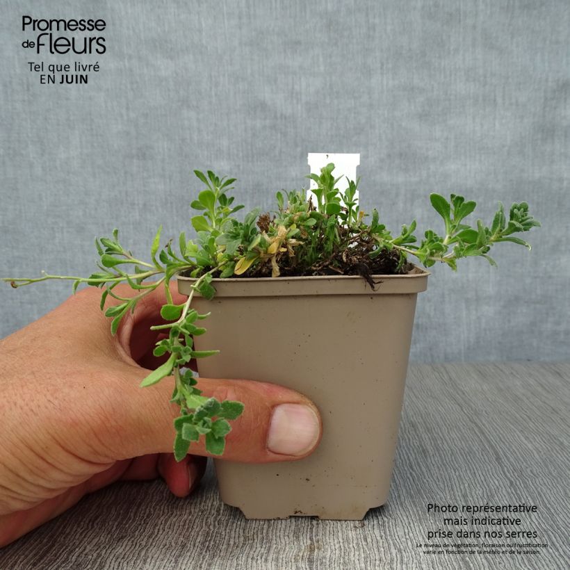 Spécimen de Aubriète violette - Aubrieta Cascade Purple Godet de 8/9 cm tel que livré en été